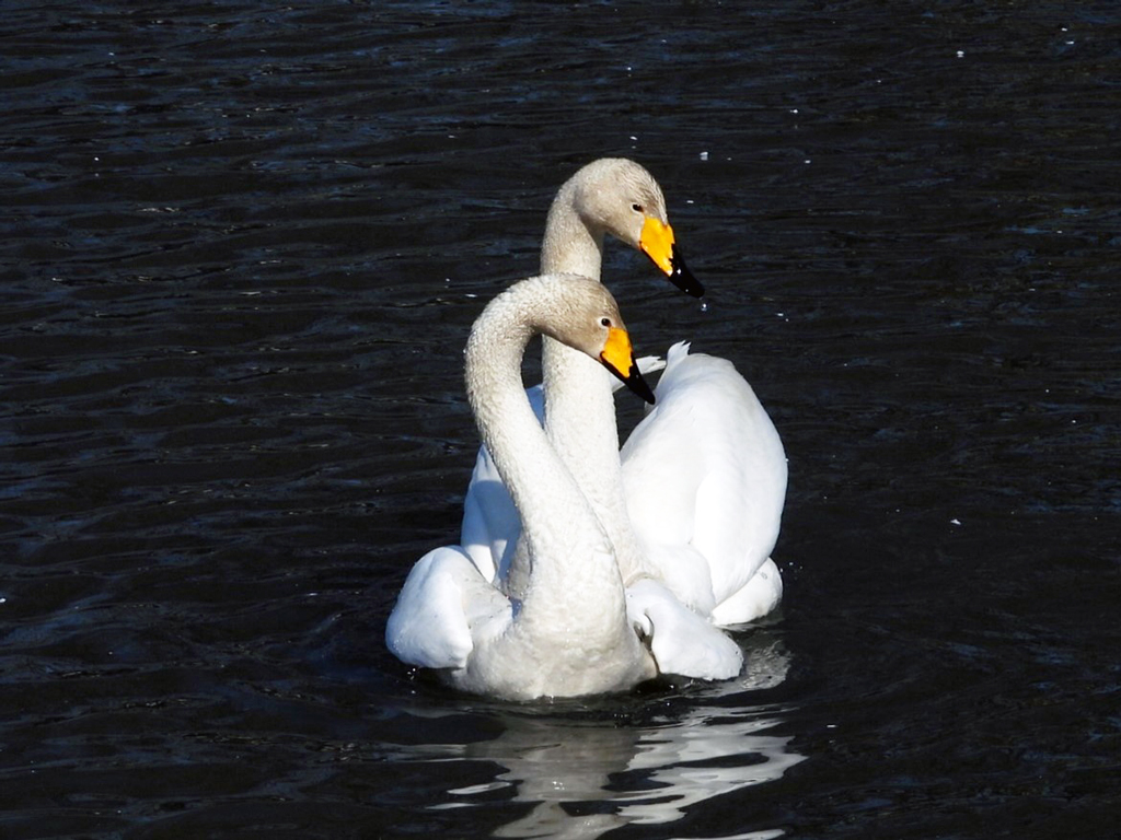 【岩手県初の自然繁殖】オオハクチョウの生長記録展－写真①