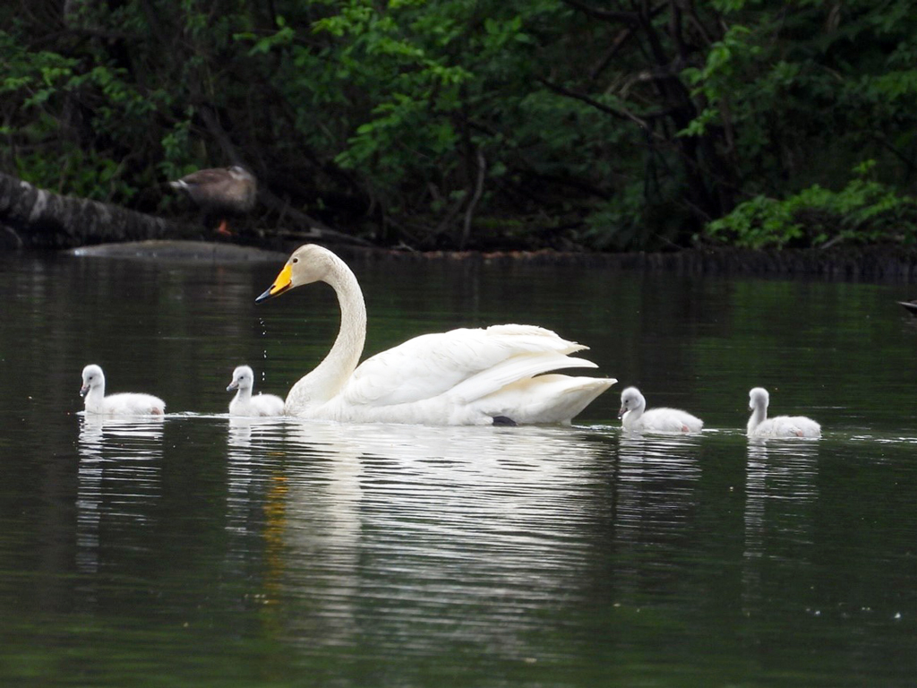 【岩手県初の自然繁殖】オオハクチョウの生長記録展－写真②