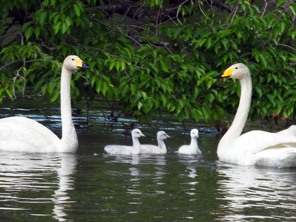 【岩手県初の自然繁殖】オオハクチョウの生長記録展－写真③